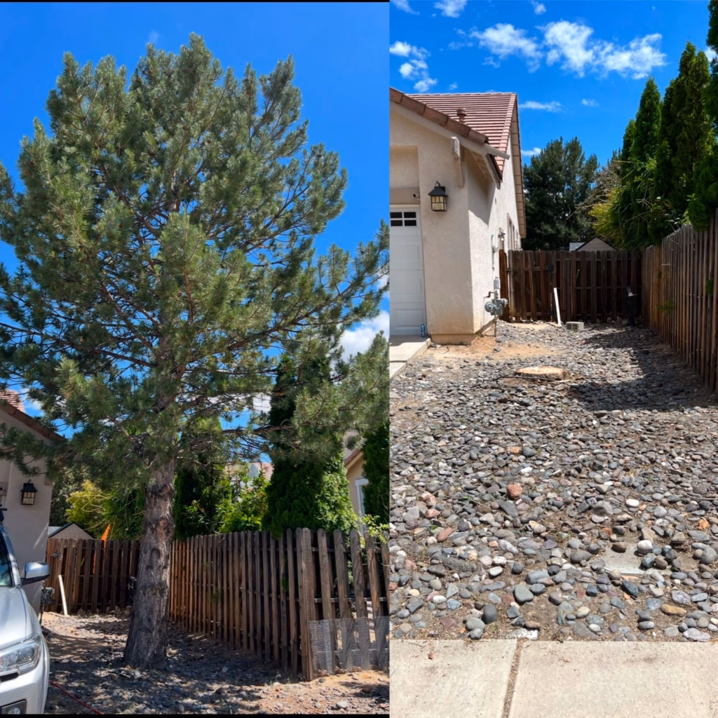 tree removal before and after